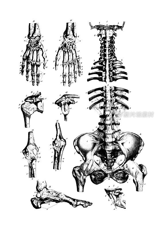 人类主要骨骼|古代医学科学插图和图表